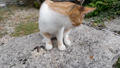 the young kitten is sat on a wall as a lady plays with the cat with a blade of grass and pets the kitten as they interact