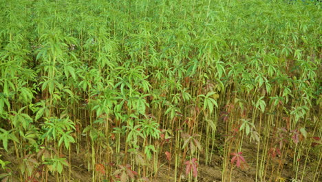kenaf plants growing in a field