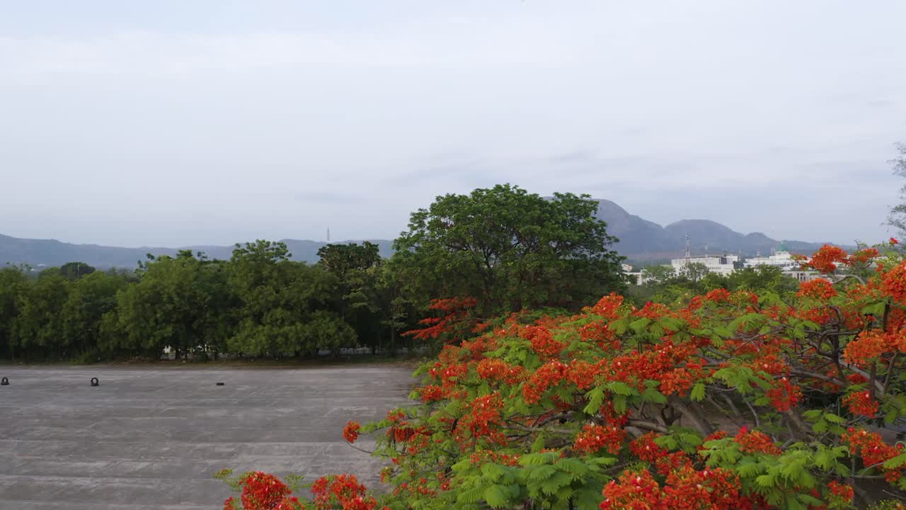Vista de drone das cerejeiras vermelhas com a silhueta do topo da montanha ao fundo.