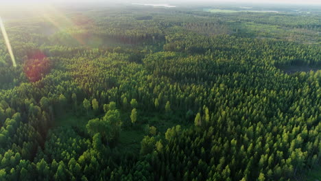 Imágenes-De-Drones-Del-Paisaje-Del-Bosque-Nórdico