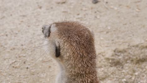 close up shot of beautiful meerkat checking the area outdoor in nature,static