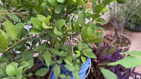 camera circling around a butterfly sitting on the lemon tree also known as lime butterfly