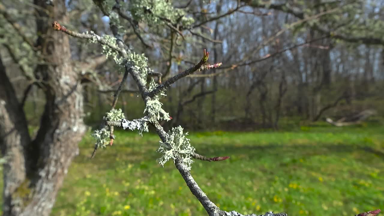 Close up footage of lichen on an old apple tree branch during a summer sunny day with green grass visible blurry in the background. The tree branch is moving slightly in the wind, blue sky visible.