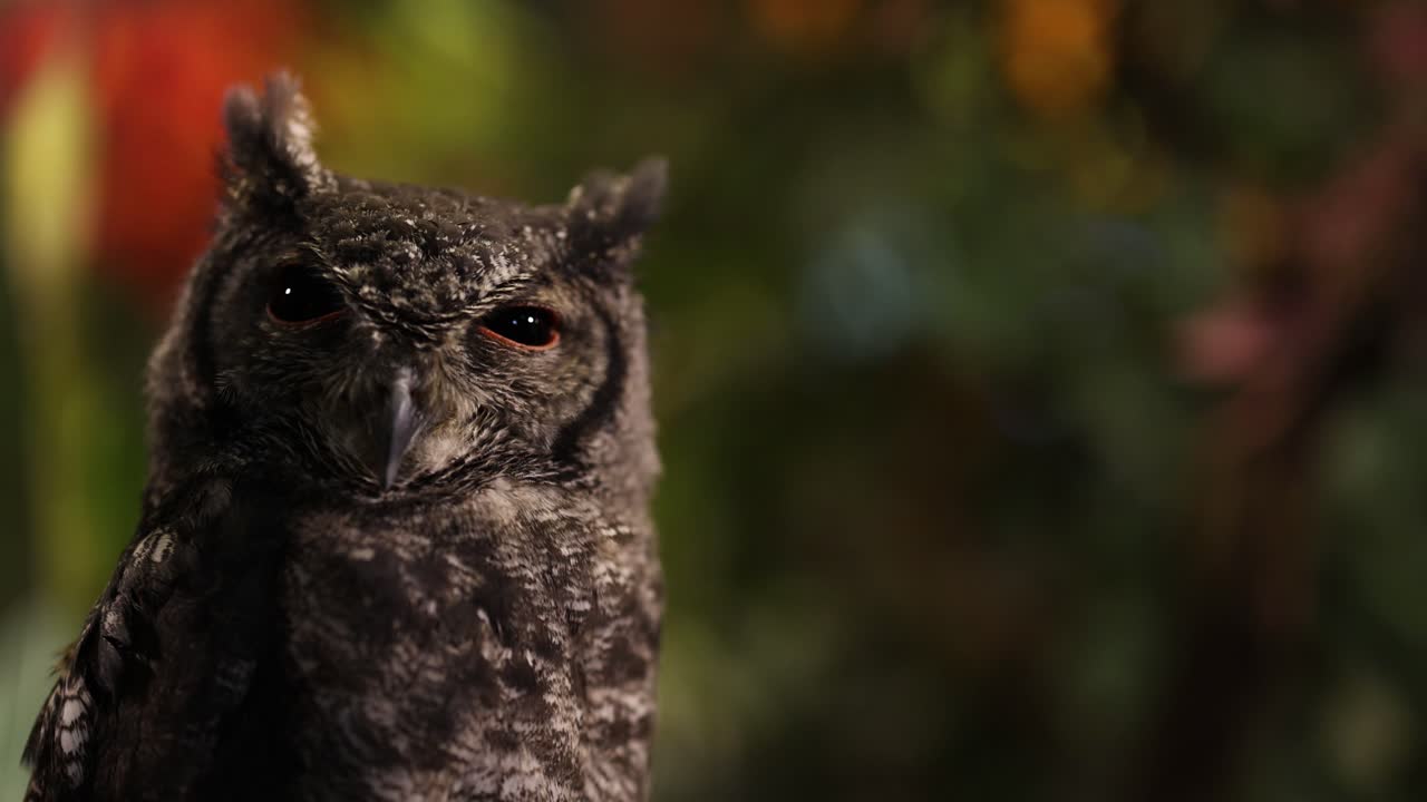 el búho gira la cabeza, parpadeando contra un fondo de follaje borroso