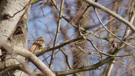 A-bird-is-sitting-on-a-tree