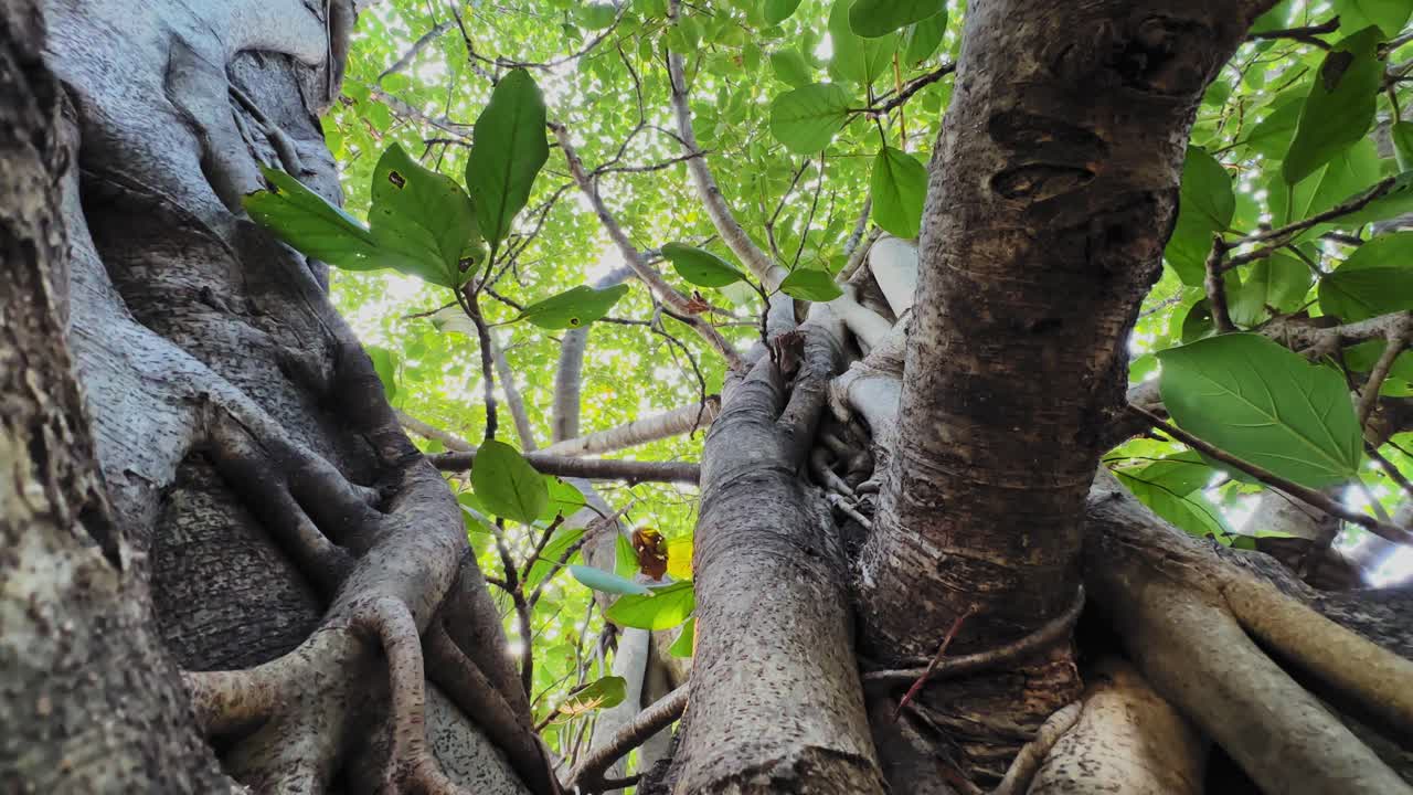 Camera glides upward along the trunk of Ficus benghalensis, moving past thick aerial roots and textured bark, rising into a canopy of dense green leaves glowing with soft daylight