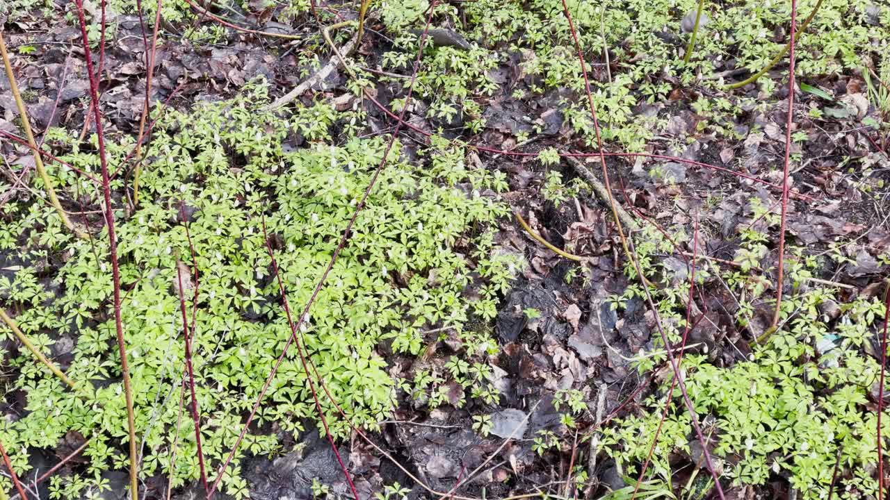 첫 초록 잔디가 숲 속의 웅이를 고 지나갈 때, 나무 줄기가 물 속에 반사되고, 나무가 물 속에 서 있을 때, 숲에서 봄이 시작됩니다.