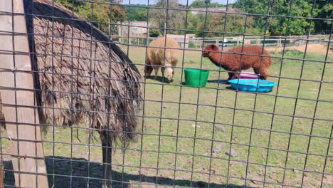 un gran emú en una granja de animales