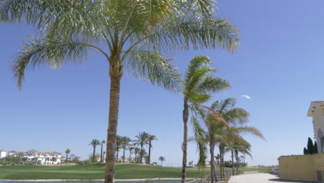 palmeras con cielo azul soplando en el viento