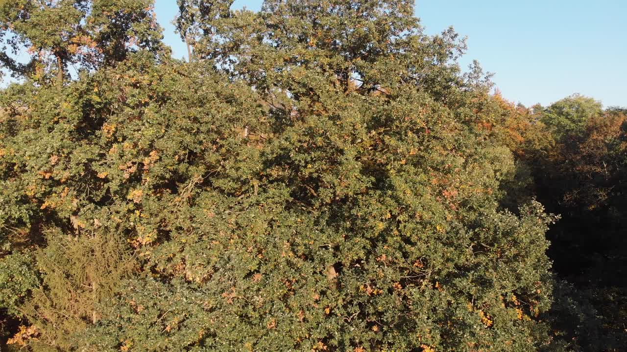 vista aérea de un bosque en hermosos colores de otoño