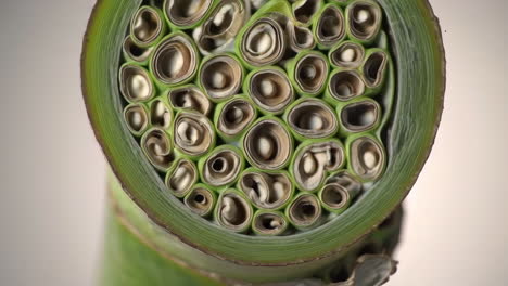 close-up cross-section of a plant stem revealing intricate internal structure