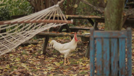 chicken and rooster walking around the farm