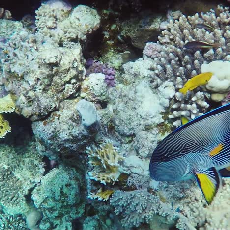 Ecosystem-Of-A-Coral-Reef-With-A-Lot-Of-Fish-Red-Sea-Anthias-10