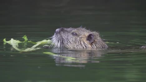 Slow-motion,-close-up-head-shot-of-a-cute-coypu,-myocastor-coypus