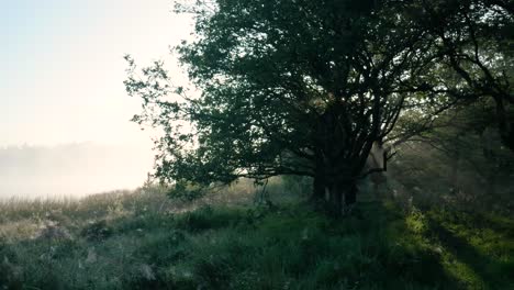 misty forest sunrise