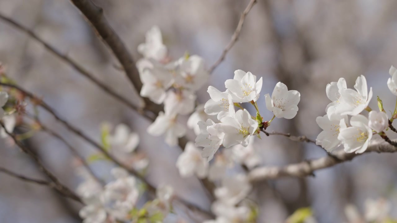 A close up view of delicate white cherry blossom flowers during the spring season. The branches are filled with blooms against a blurred background.