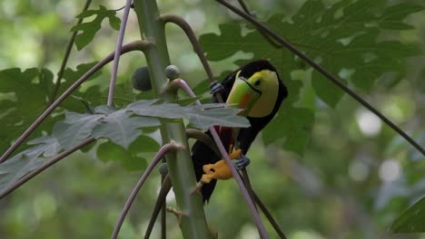 Watch-a-vibrant-toucan-enjoying-a-meal-amidst-green-foliage