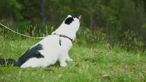 gatito blanco y negro en una correa mientras acampa en la naturaleza olfateando la hierba y mirando a su alrededor