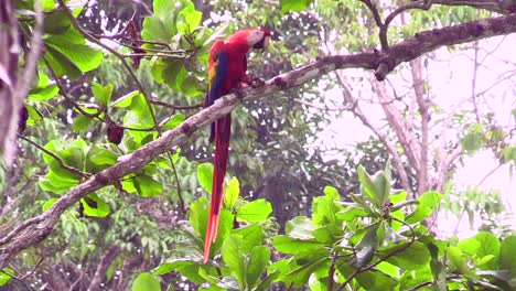 un hermoso loro macaw escarlata posado en una rama de árbol y comiendo una pieza de fruta - inclinarse hacia arriba
