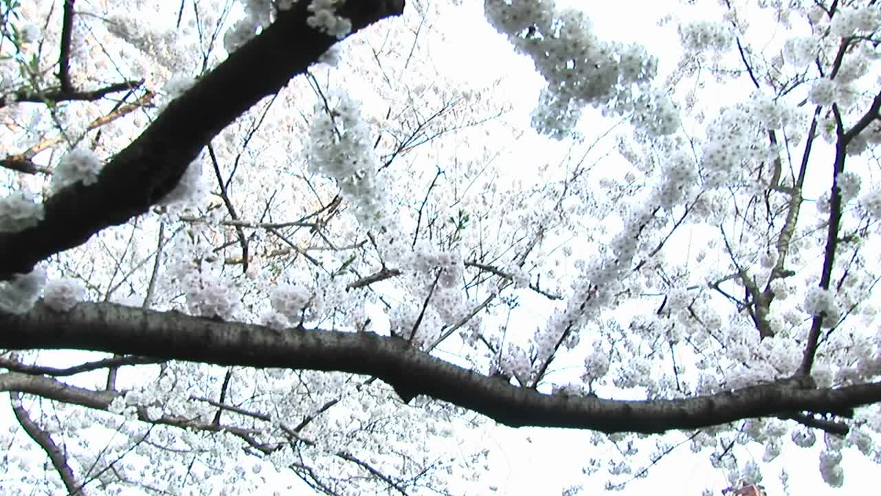 카메라는 꽃이 만발한 층층나무 아래로 패닝하여 배경에 있는 붉은 벽돌 식민지 시대의 집에 초점을 맞춥니다.