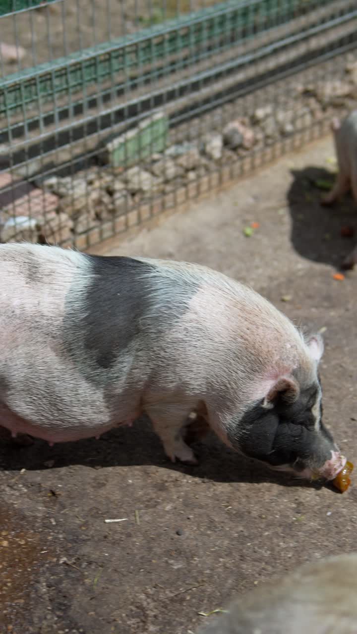 창고에 힌 돼지