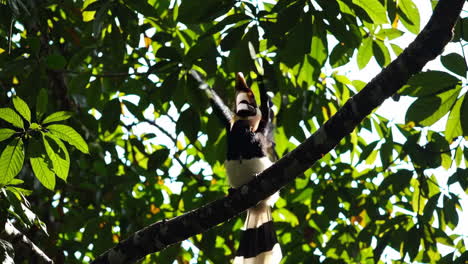 hornbill with wings spread on a branch