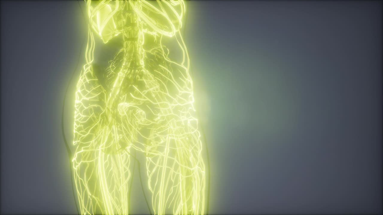 vasos sanguíneos del cuerpo humano