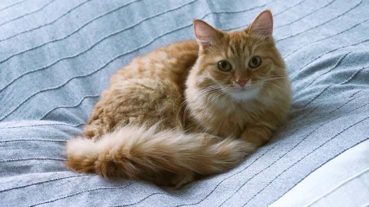 Cute ginger cat lying in bed on grey blanket. Fluffy pet is going to sleep. Cozy home background