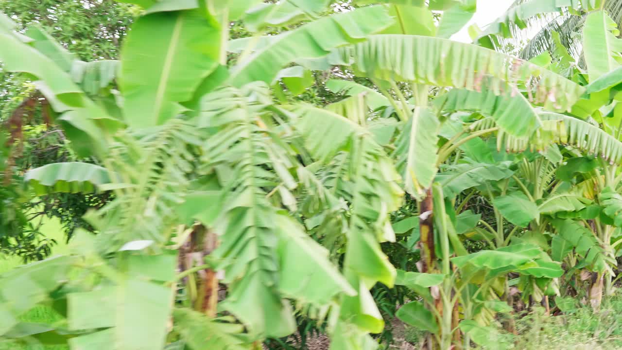 정원-1에 푸른 들판이 있는 바나나 농장