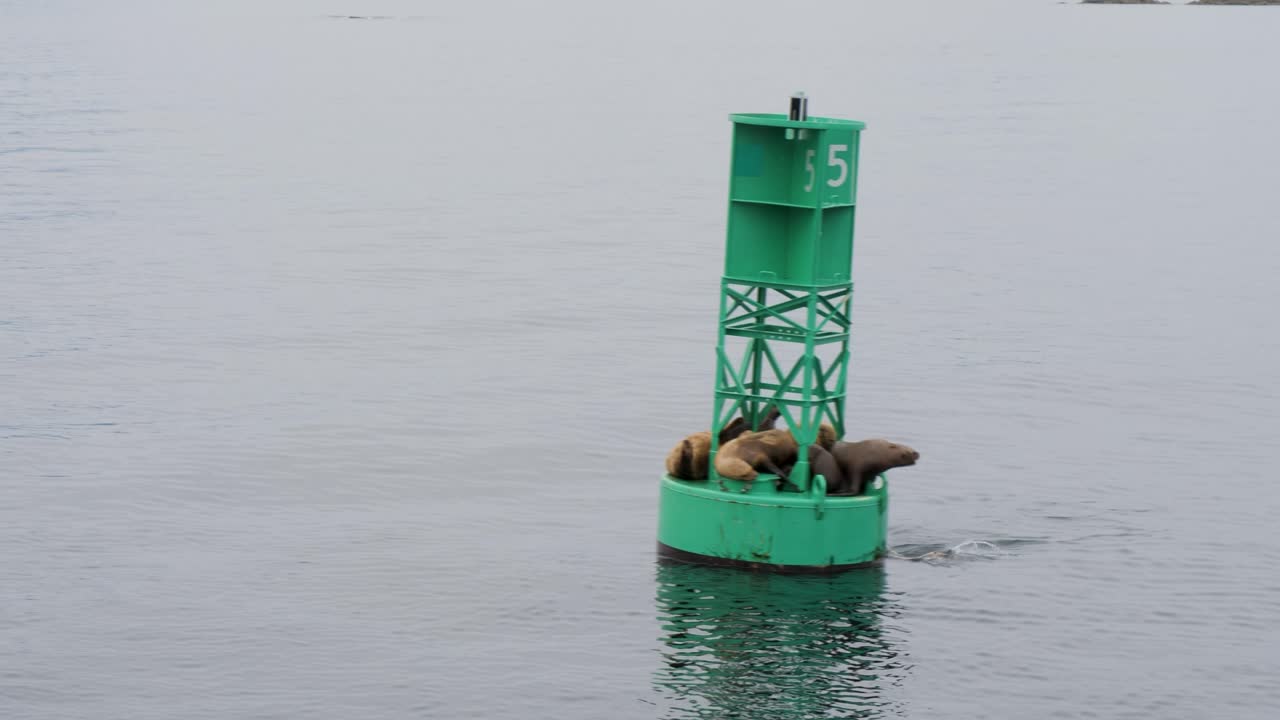 Group of Steller Sea Lions resting on a navigational buoy, Sitka, Alaska, USA.