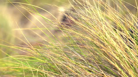 close up of green, coastal grass being blown by the breeze, sunny