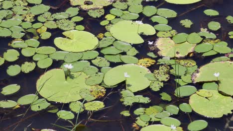el lapso de tiempo de los lirios de agua flotando en un estanque