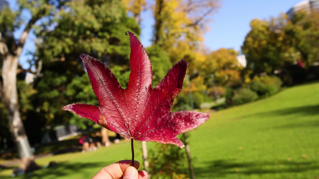 mano sosteniendo una hoja de arce roja en el parque