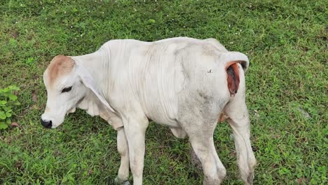 young white calf in a pasture