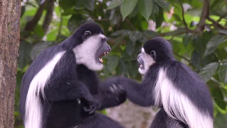 Un-Par-De-Monos-Colobos-Blancos-Y-Negros-Están-Peleando-En-El-Bosque,-Imágenes-En-Cámara-Lenta