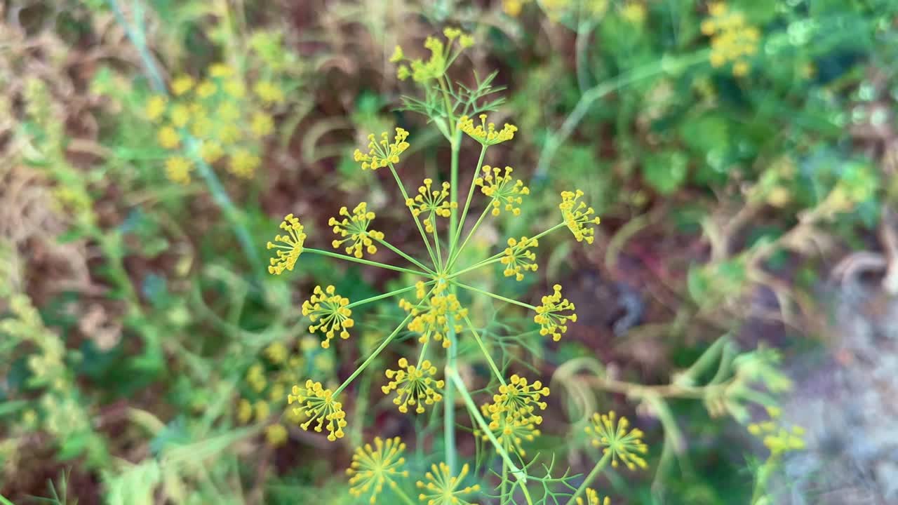 Closeup shot of a Umbels of dill (Anethum graveolens) is an annual herb in the celery family Apiaceae