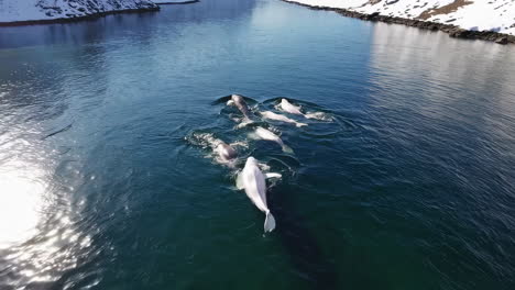 beluga whales in arctic fjord