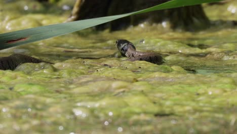 tracking shot of european grass snake moving in swamp during sunny day, close up