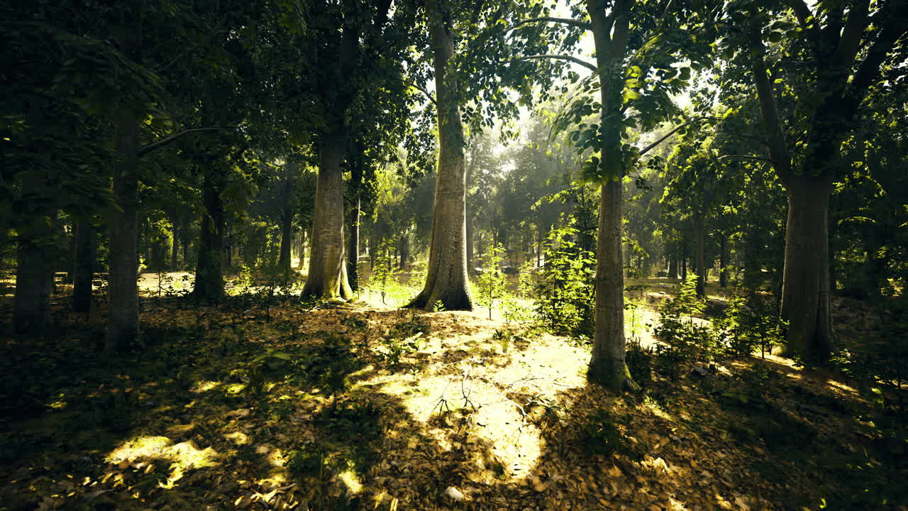 Lush green forest with sunlight filtering through trees in tranquil setting