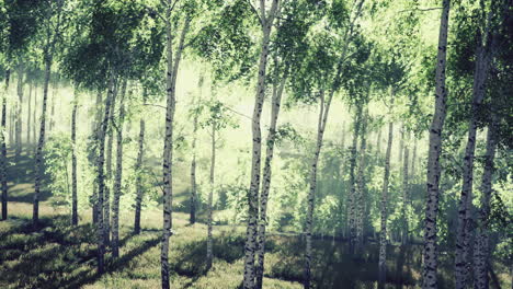 bosque de abedul veraniego durante un amanecer brumoso