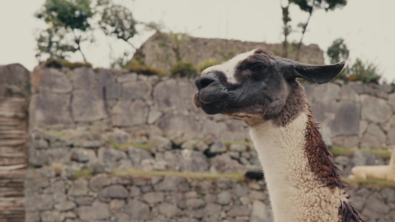 Un lama in piedi di fronte alle rovine Inca di Machu Picchu, vicino alla città di Aguas Calientes a Cusco, Perù - Primo piano