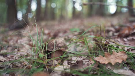 un hongo en el bosque