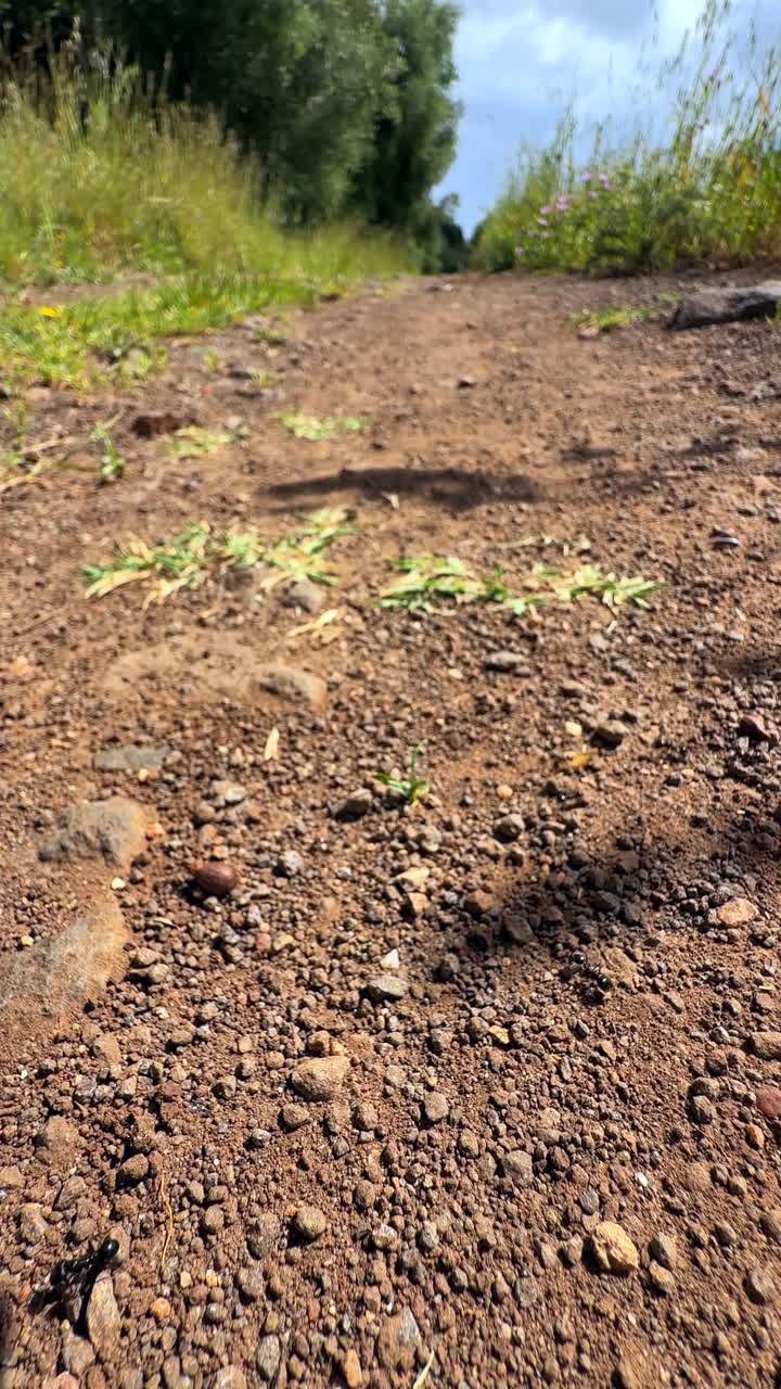 Dirt Path Through Woods