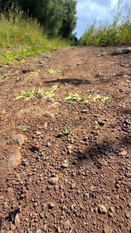 dirt path through woods