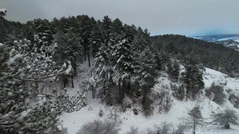 Snow-covering-pine-trees-of-wild-mountain-forest-at-a-misty-winter-day,-pristine-environment