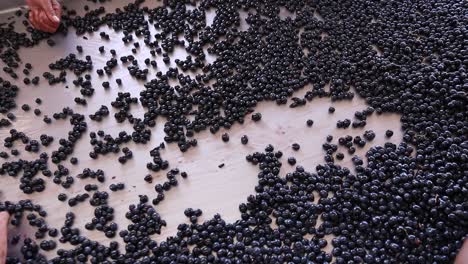 Grape-sorting-table-on-wine-estate