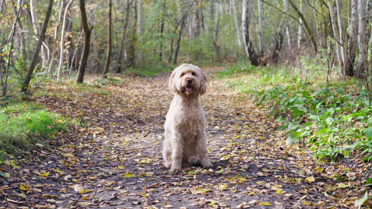 disparo a cámara lenta del perro goldendoodle en el bosque de otoño con hojas cayendo