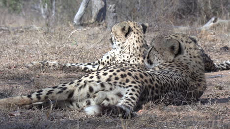 two male cheetahs lie on dry grass in the wind, close view