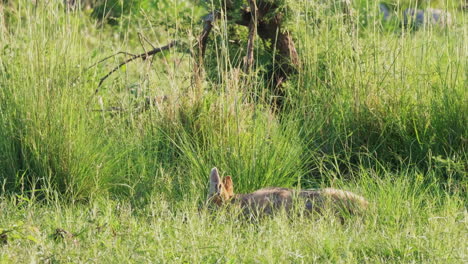 el chacal de lomo negro mastica un hueso de una vieja matanza en la hierba larga
