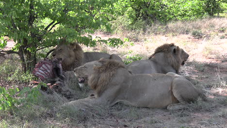 los leones machos se acuestan junto a su presa después de haber comido su saciedad